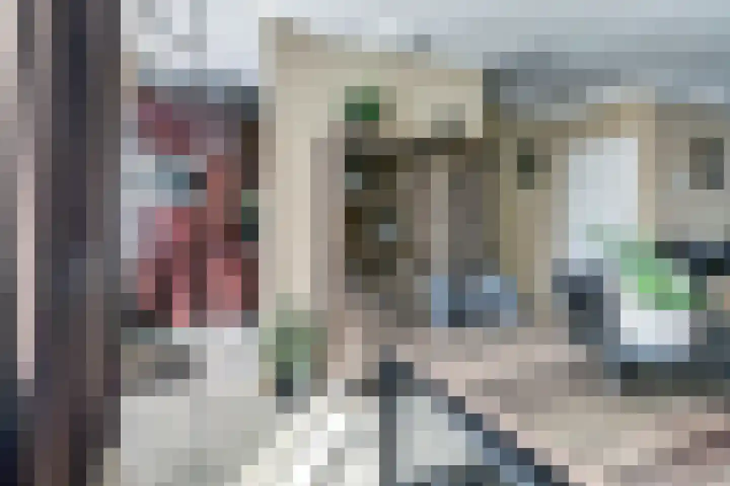 Zilvermeeuw 24 Etten-Leur thumbnail 11