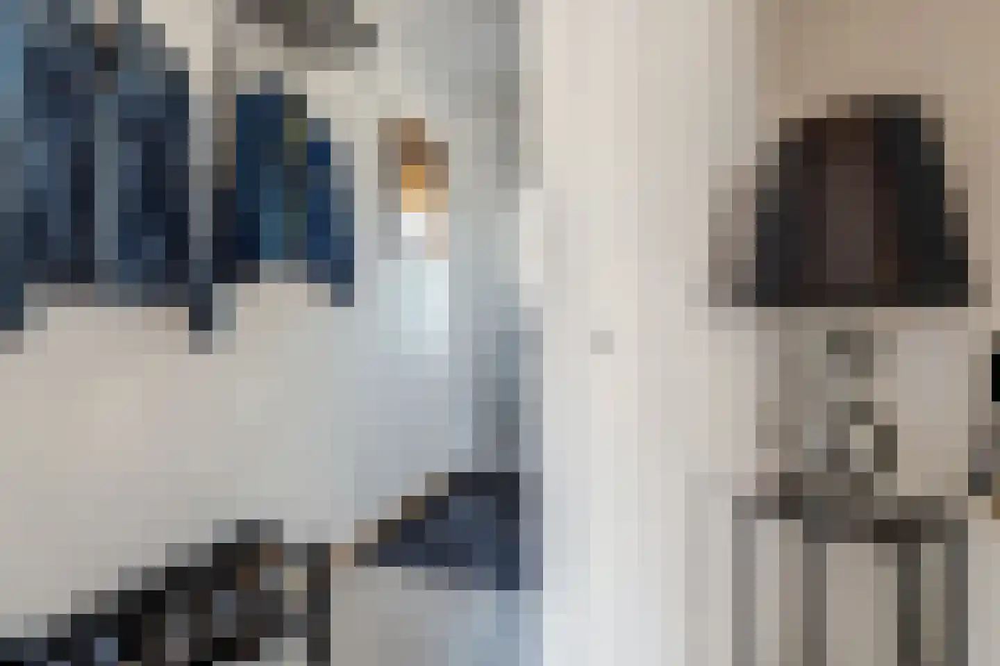 Zilvermeeuw 24 Etten-Leur thumbnail 9