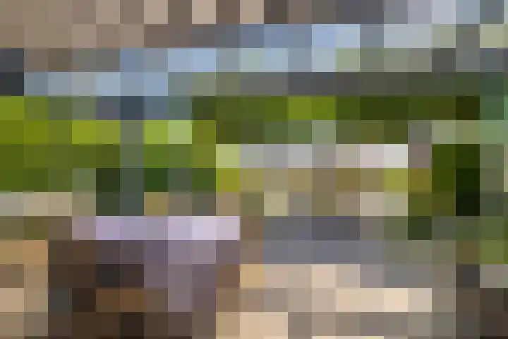 Zilvermeeuw 31 Lathum thumbnail 25