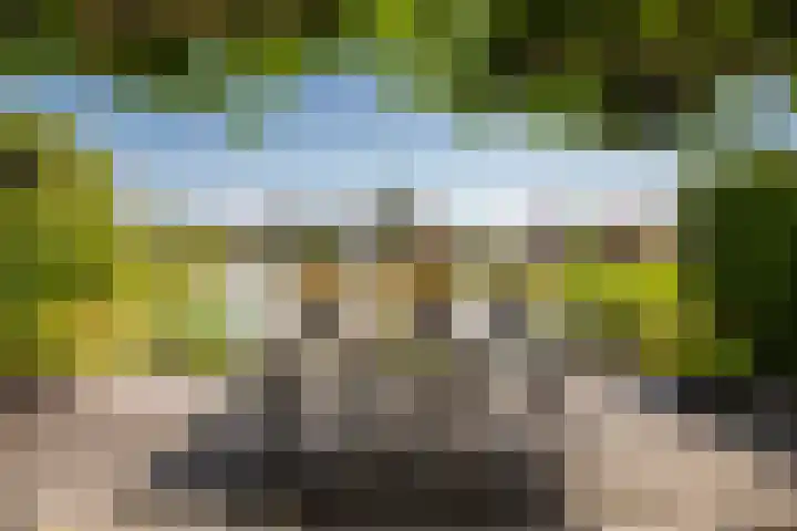 Zilvermeeuw 31 Lathum thumbnail 31
