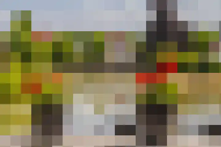 Zilvermeeuw 31 Lathum thumbnail 32