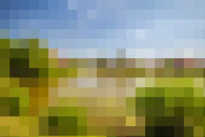 Zilvermeeuw 31 Lathum thumbnail 33