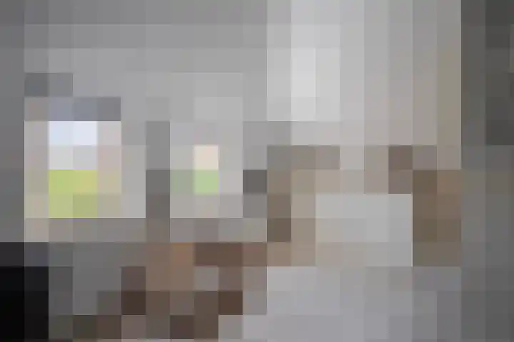 Zilvermeeuw 31 Lathum thumbnail 42