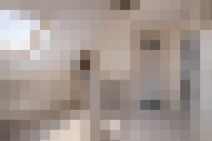 Zilvermeeuw 31 Lathum thumbnail 43
