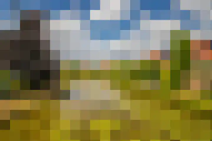 Zilvermeeuw 31 Lathum thumbnail 49