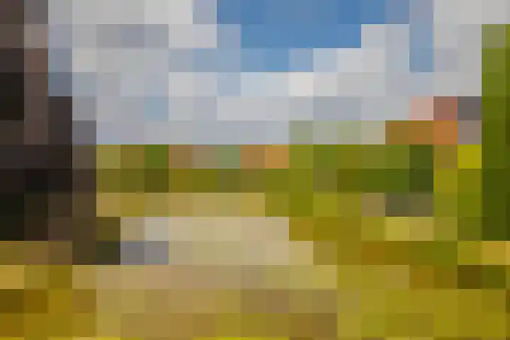 Zilvermeeuw 31 Lathum thumbnail 50