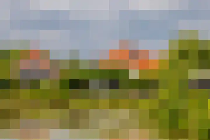 Zilvermeeuw 31 Lathum thumbnail 51