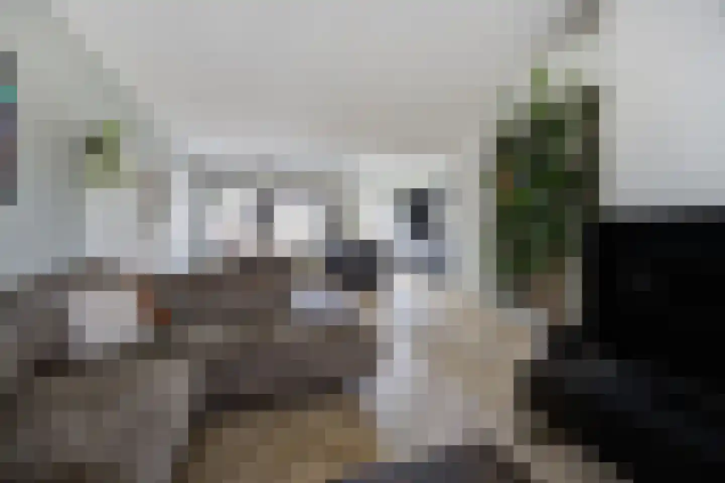 Zilvermeeuw 33 Etten-Leur thumbnail 10