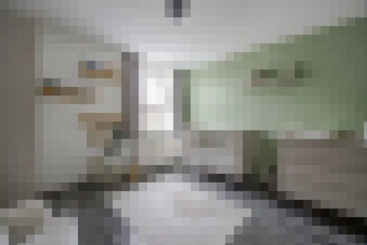 Zilvermeeuw 33 Etten-Leur thumbnail 26