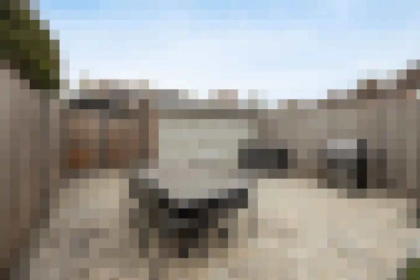 Zilvermeeuw 33 Etten-Leur thumbnail 39