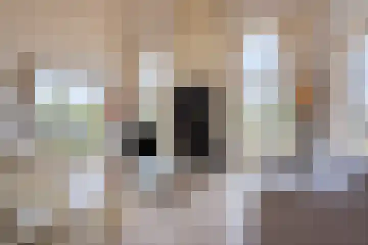 Zilvermeeuw 34 Zoutelande thumbnail 18