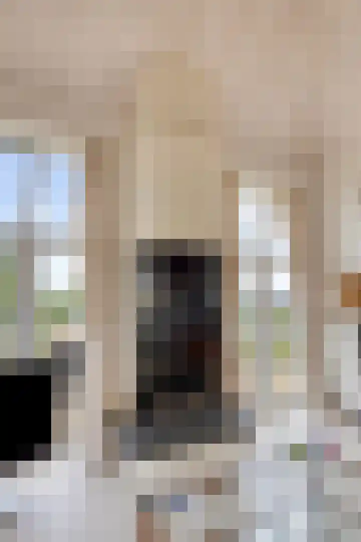 Zilvermeeuw 34 Zoutelande thumbnail 22
