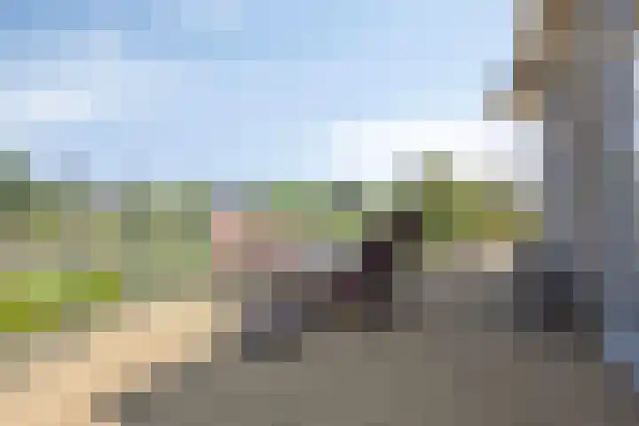 Zilvermeeuw 34 Zoutelande thumbnail 33