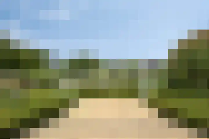 Zilvermeeuw 34 Zoutelande thumbnail 35