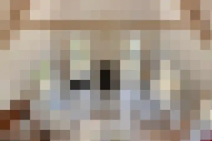 Zilvermeeuw 34 Zoutelande thumbnail 39