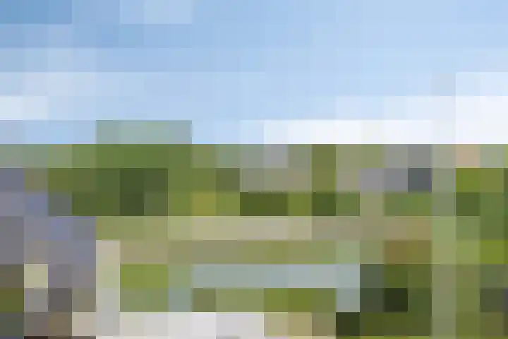 Zilvermeeuw 34 Zoutelande thumbnail 47