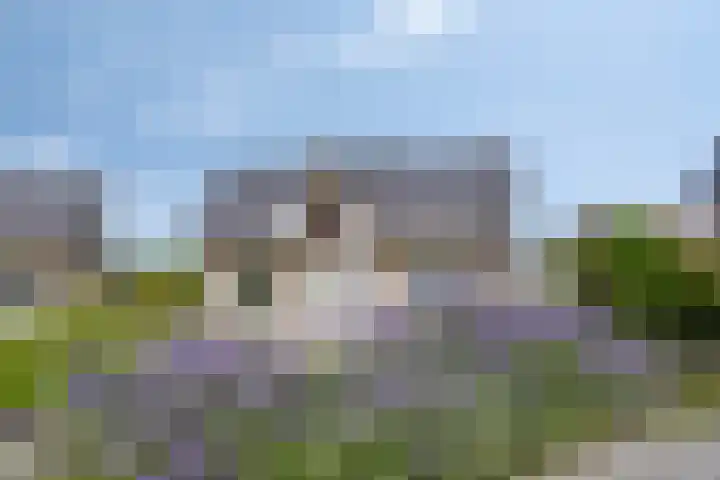Zilvermeeuw 34 Zoutelande thumbnail 5