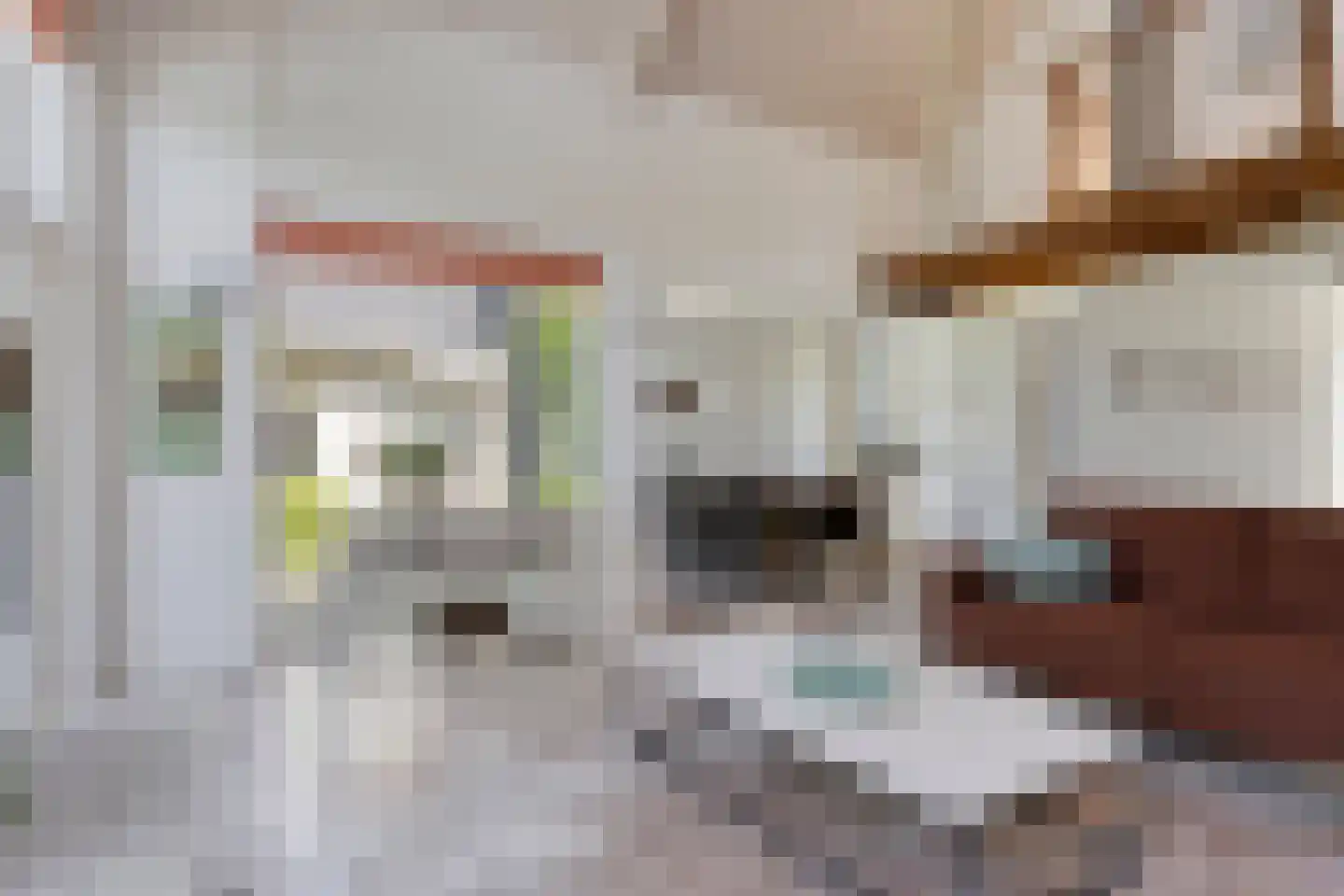 Zilvermeeuw 46 Zoutelande thumbnail 14