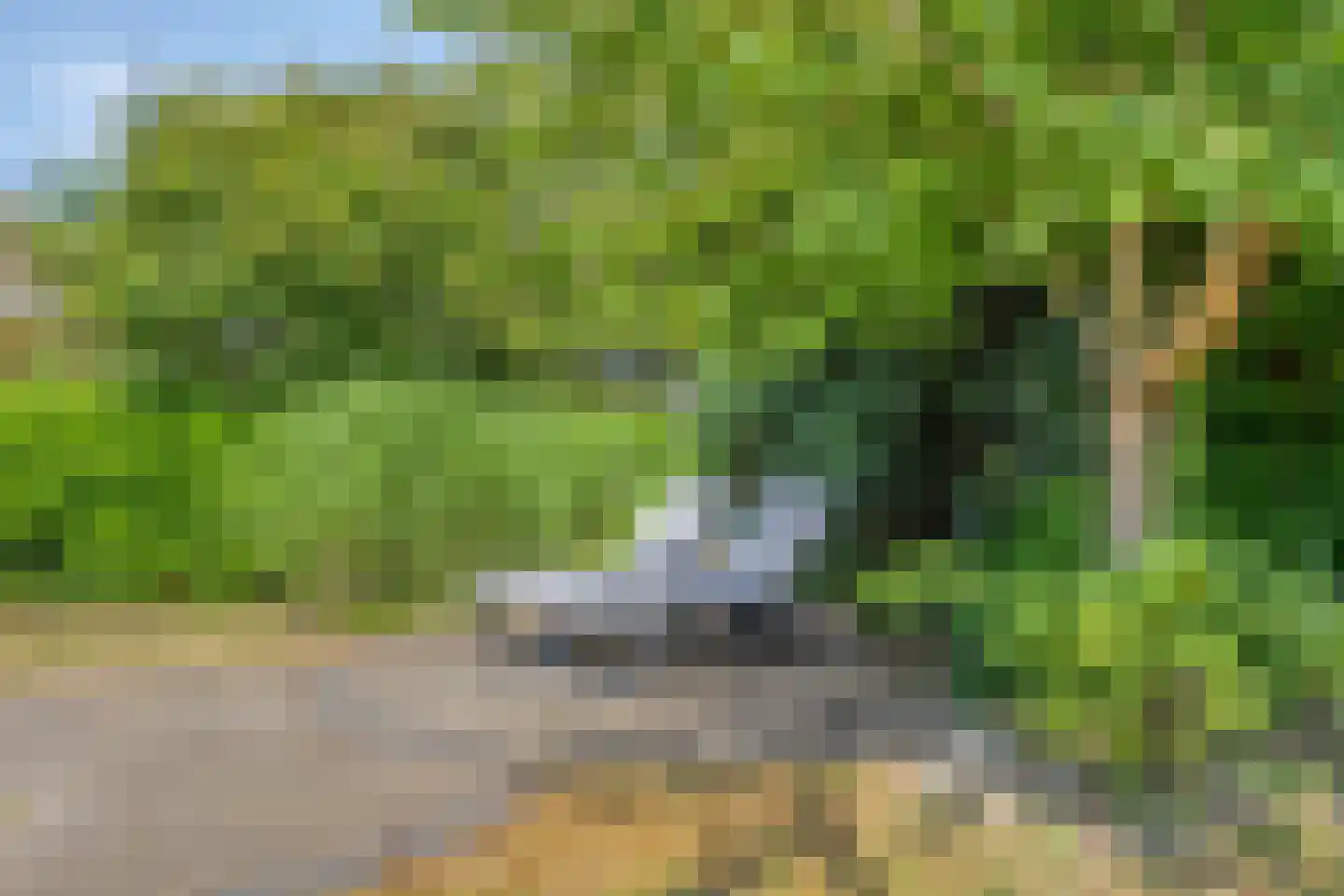 Zilvermeeuw 46 Zoutelande thumbnail 24