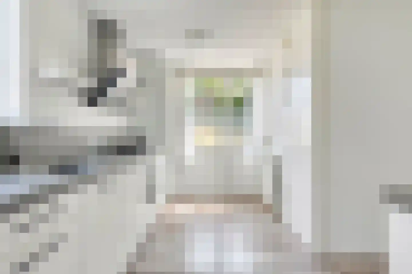 Zilvermeeuw 46 Zoutelande thumbnail 25