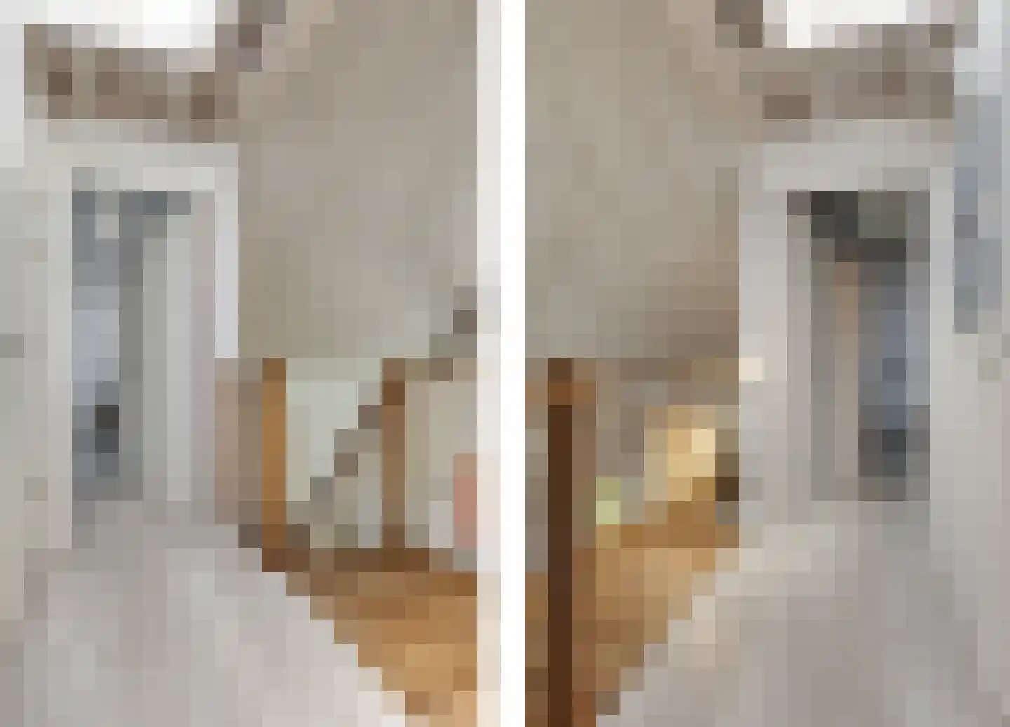 Zilvermeeuw 46 Zoutelande thumbnail 30