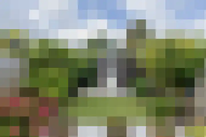 Zilvermeeuw 47 Noordwijk thumbnail 14