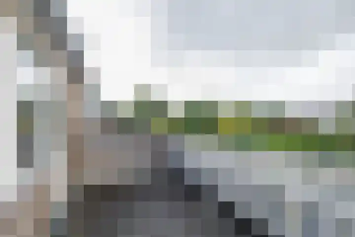 Zilvermeeuw 47 Noordwijk thumbnail 20