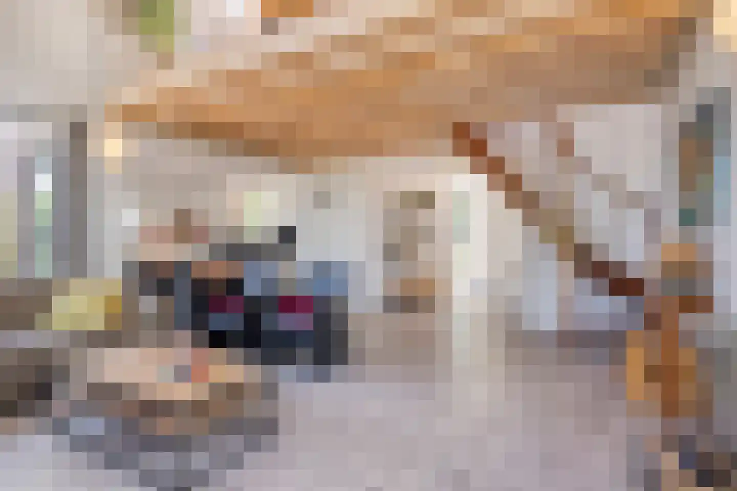 Zilvermeeuw 50 Zoutelande thumbnail 10