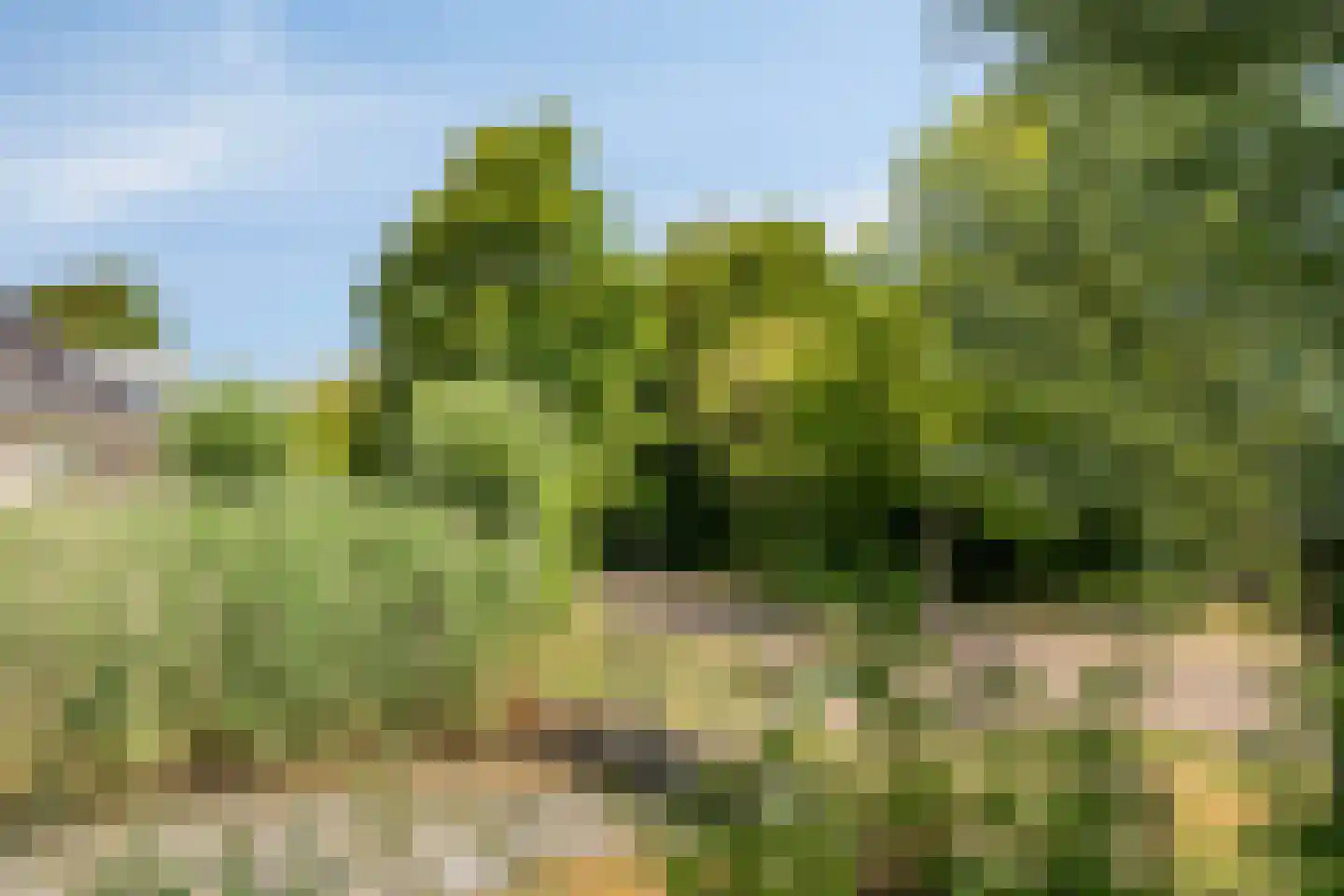 Zilvermeeuw 50 Zoutelande thumbnail 17
