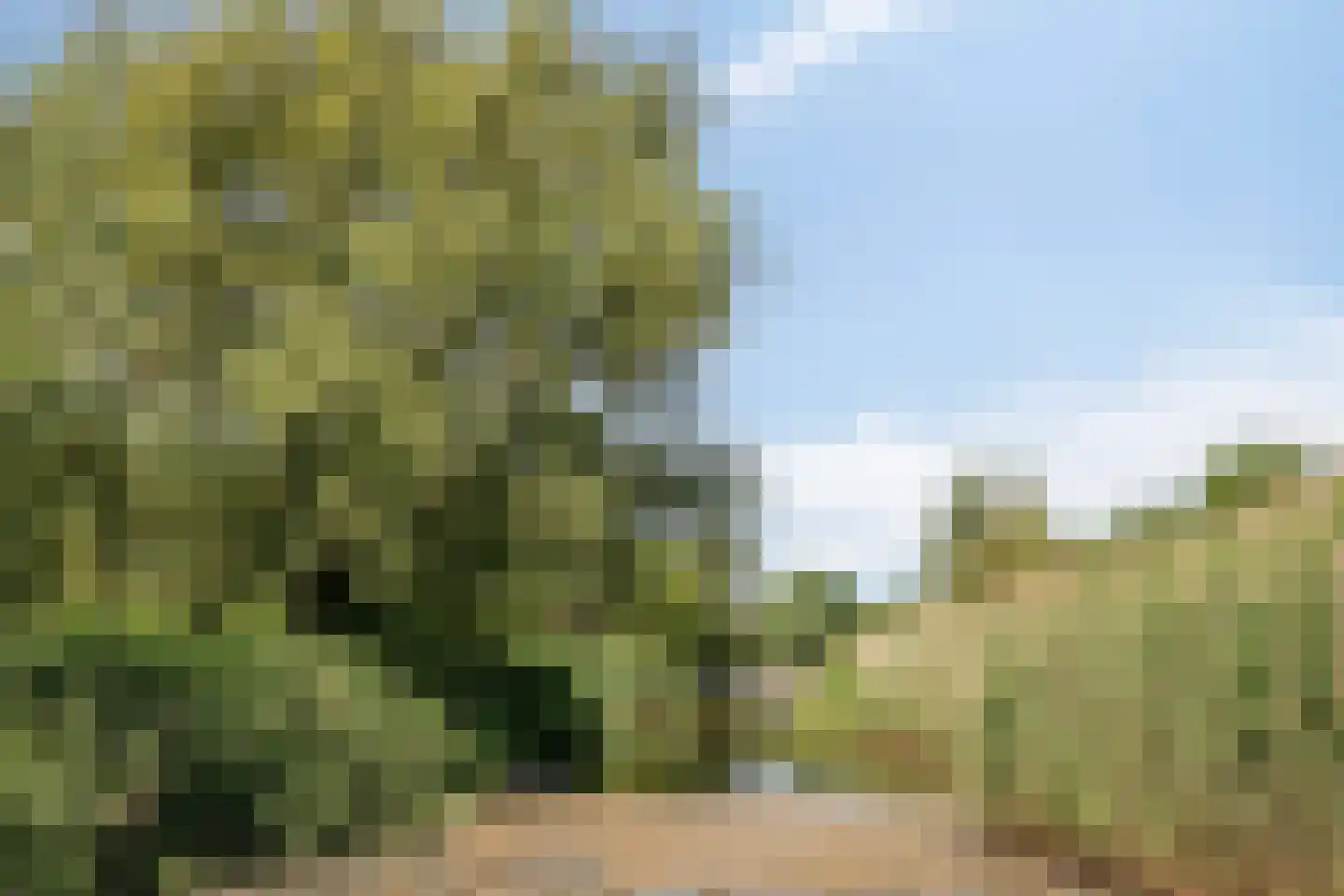 Zilvermeeuw 50 Zoutelande thumbnail 18