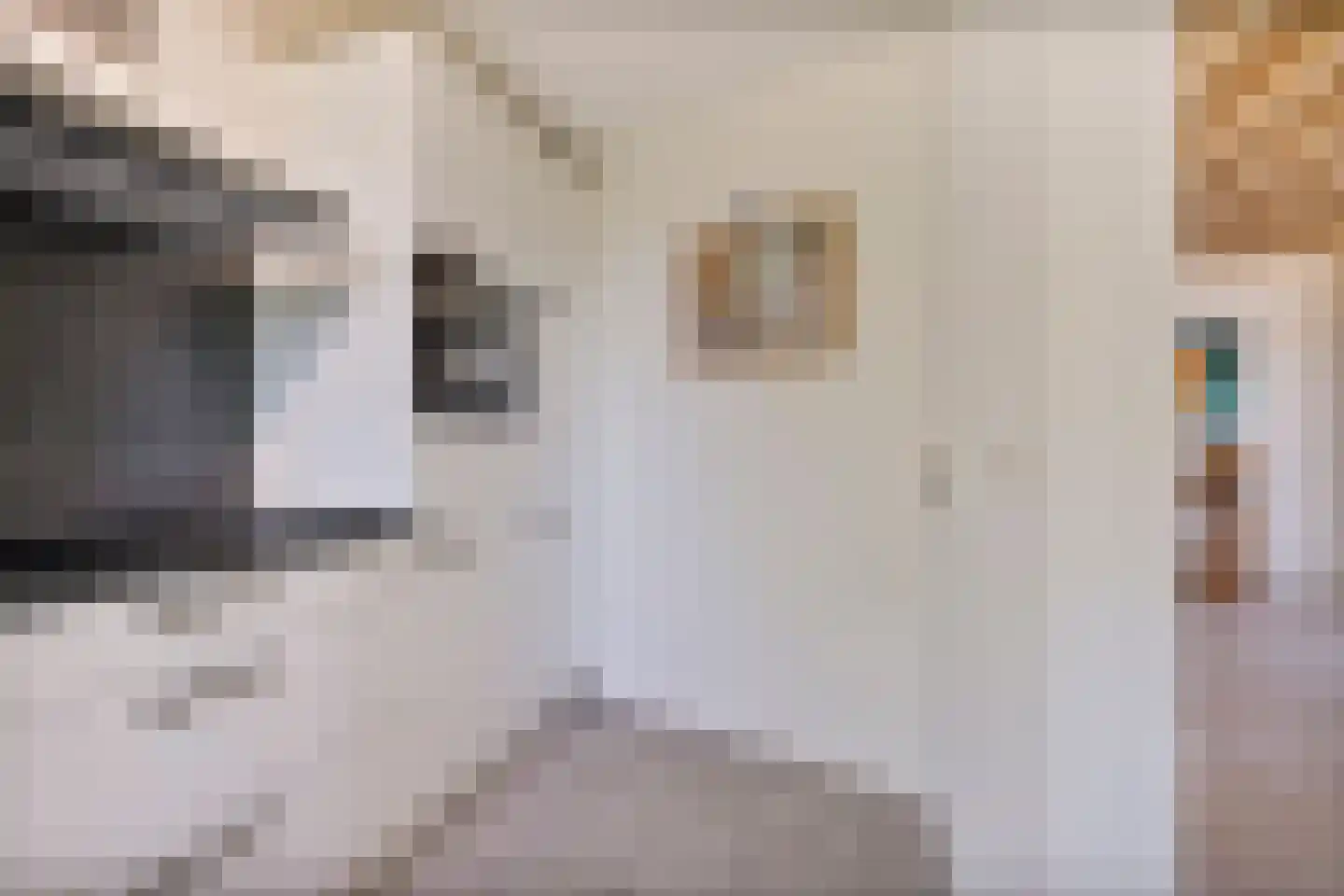 Zilvermeeuw 50 Zoutelande thumbnail 20