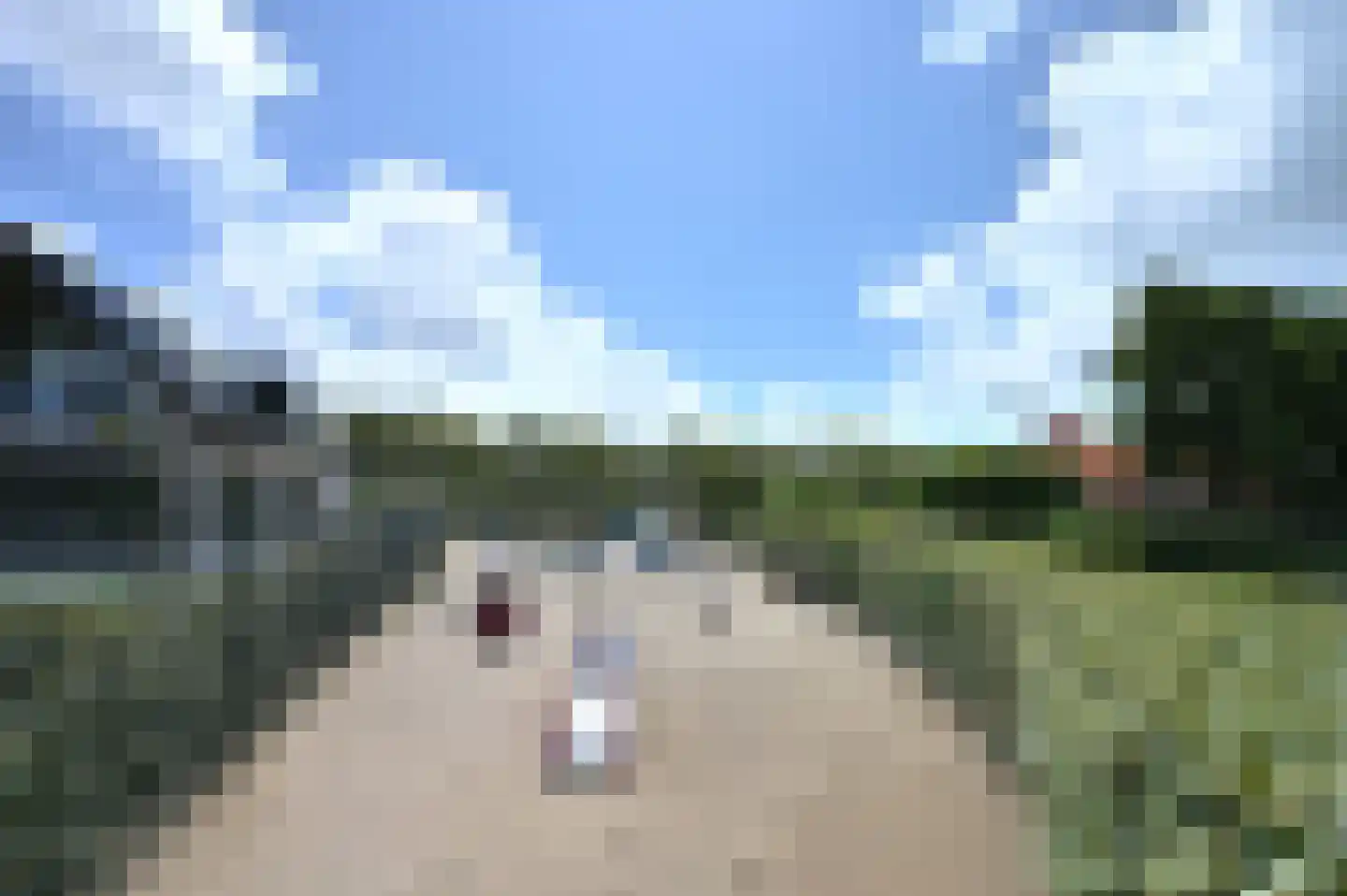 Zilvermeeuw 50 Zoutelande thumbnail 40