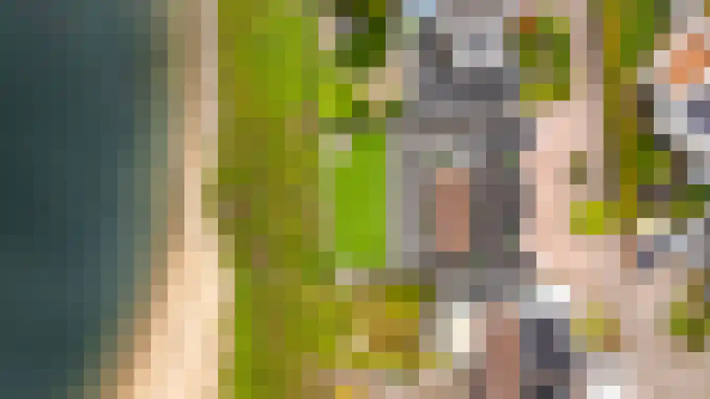 Zilvermeeuw 8 Lathum thumbnail 20