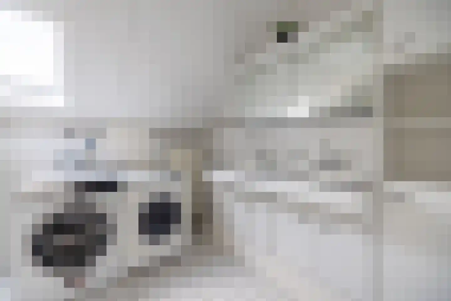 Zilvermeeuw 8 Lathum thumbnail 43