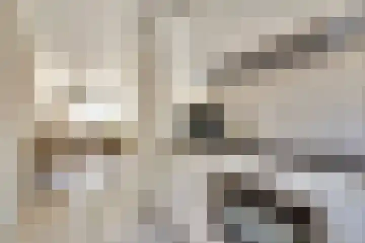 Zilvermeeuw 9 De Lier thumbnail 17