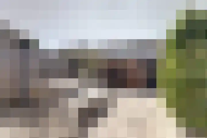 Zilvermeeuw 9 De Lier foto 3