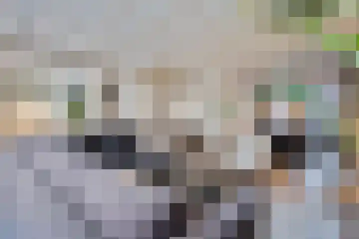 Zilvermeeuwhof 19 Nuenen thumbnail 16