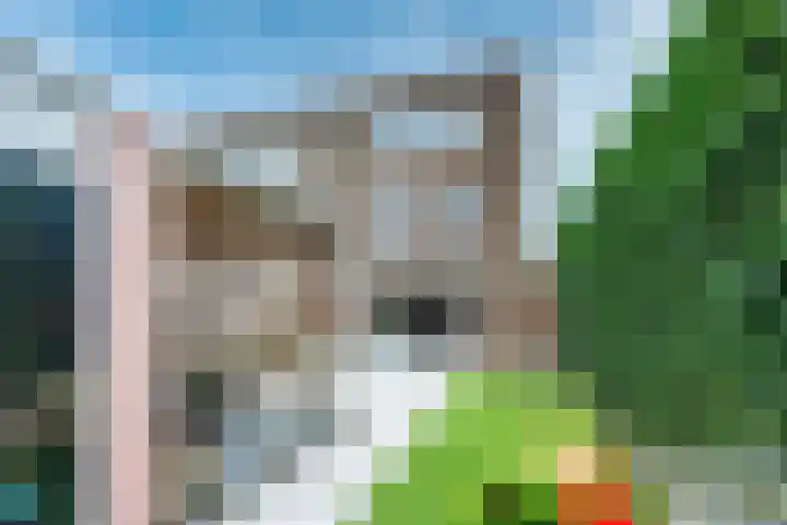 Zilvermos 2 Houten thumbnail 15
