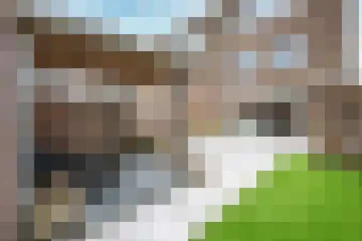 Zilvermos 2 Houten thumbnail 16