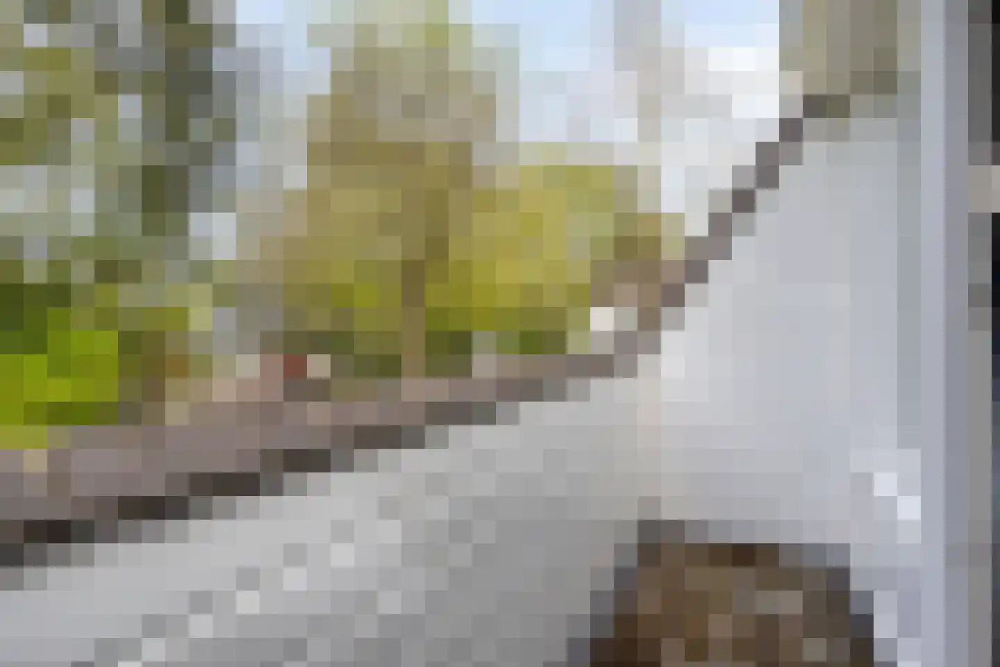 Zilvermos 2 Veenendaal thumbnail 48