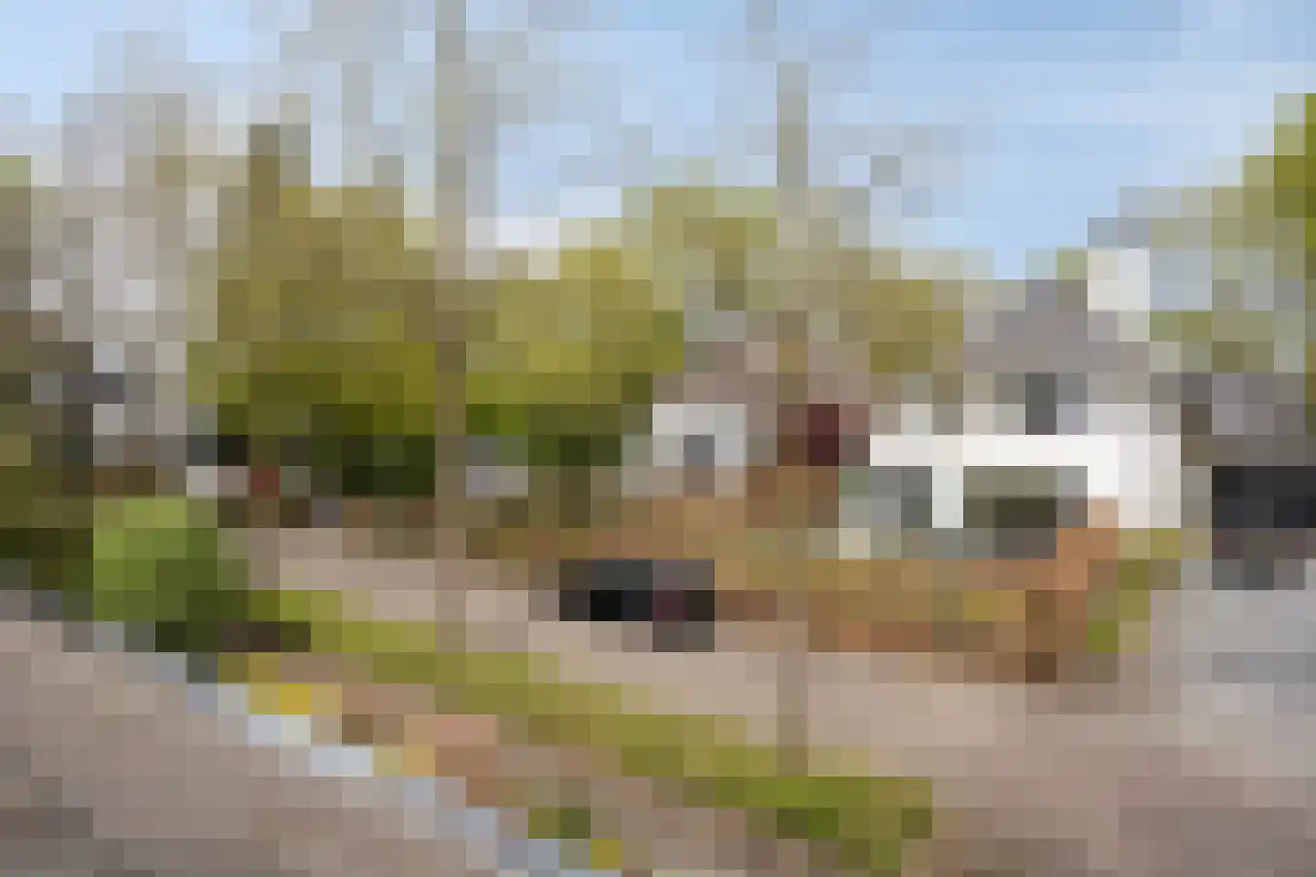 Zilvermos 2 Veenendaal thumbnail 59