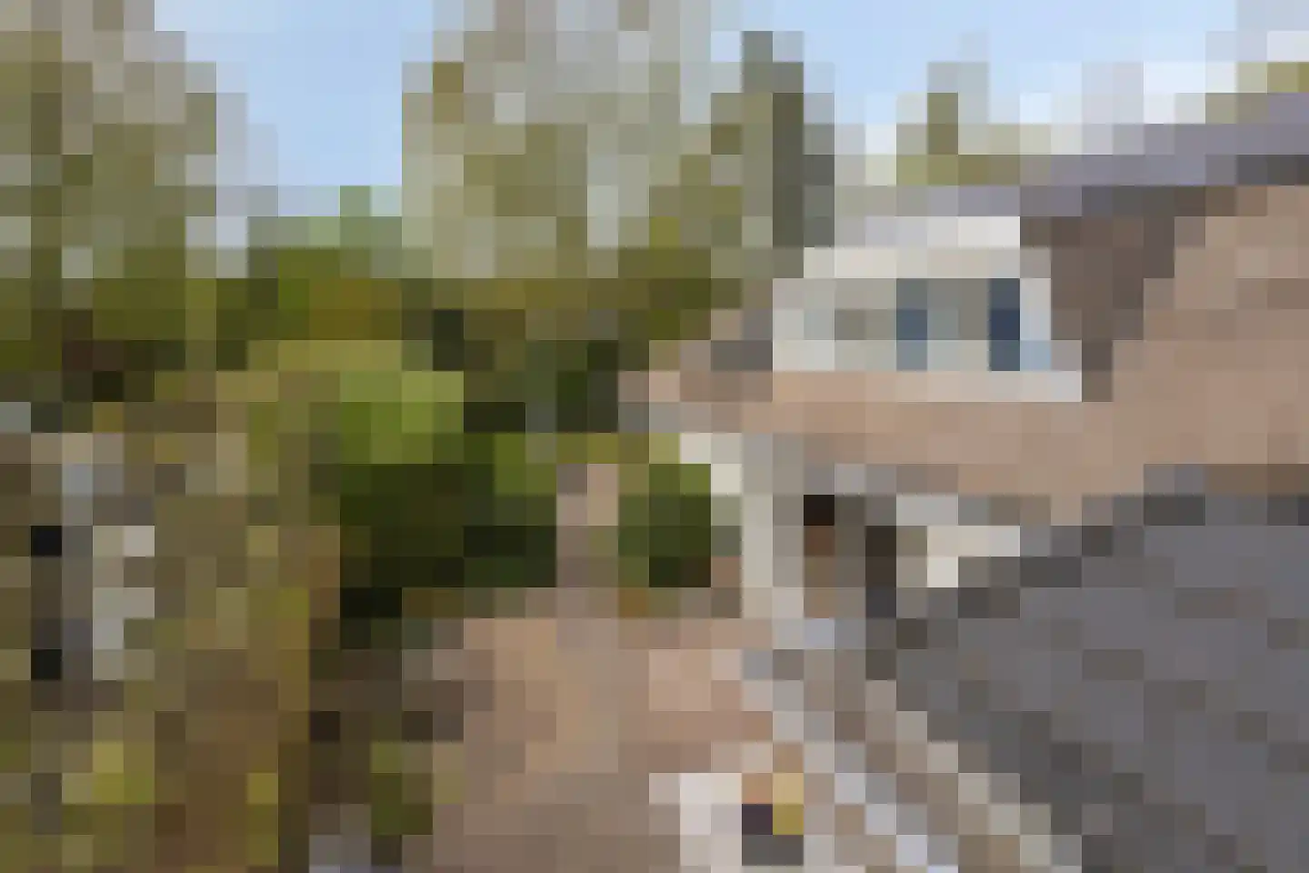 Zilvermos 2 Veenendaal thumbnail 64