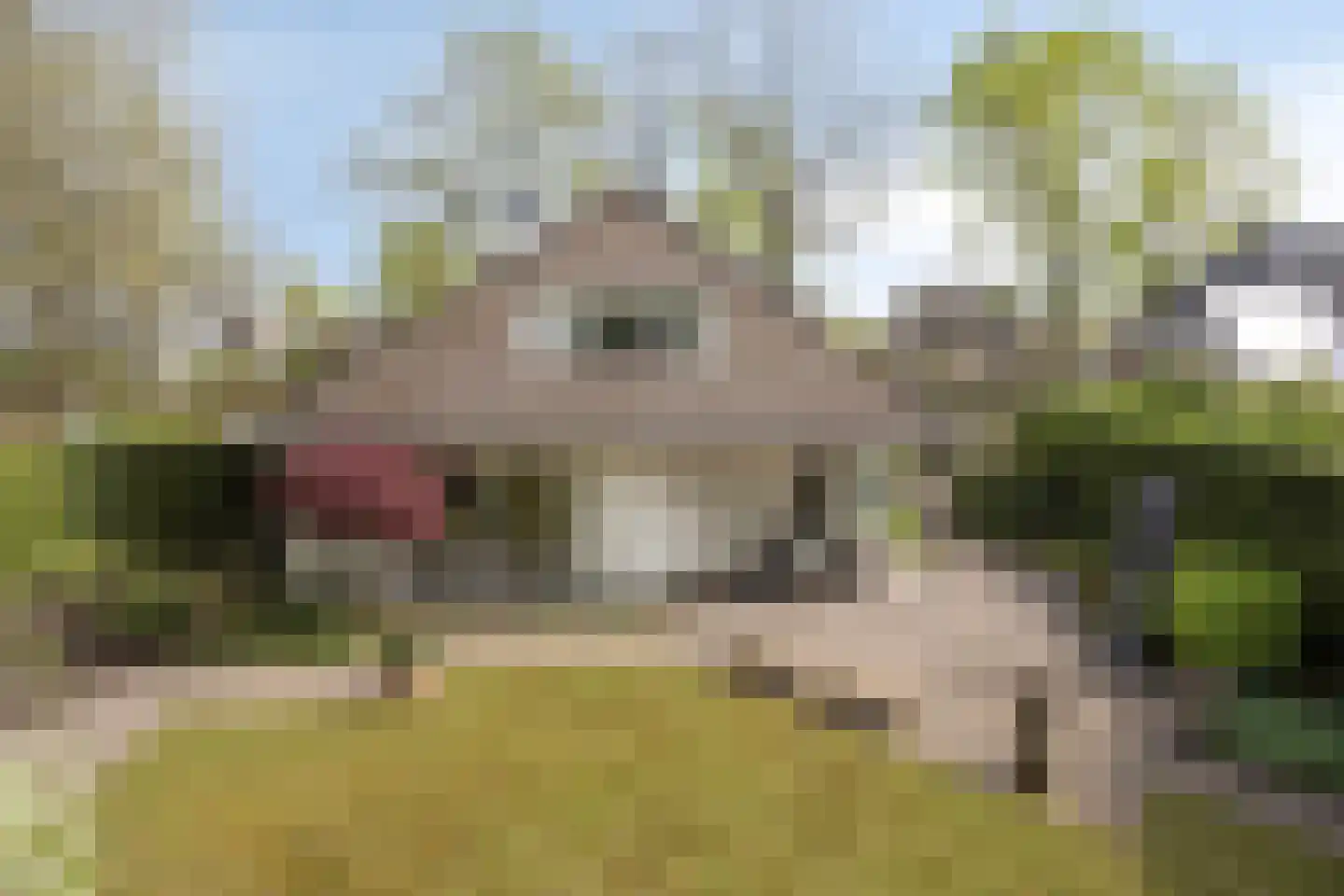 Zilvermos 2 Veenendaal thumbnail 69