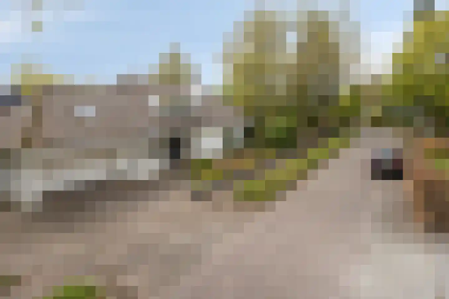 Zilvermos 2 Veenendaal thumbnail 73