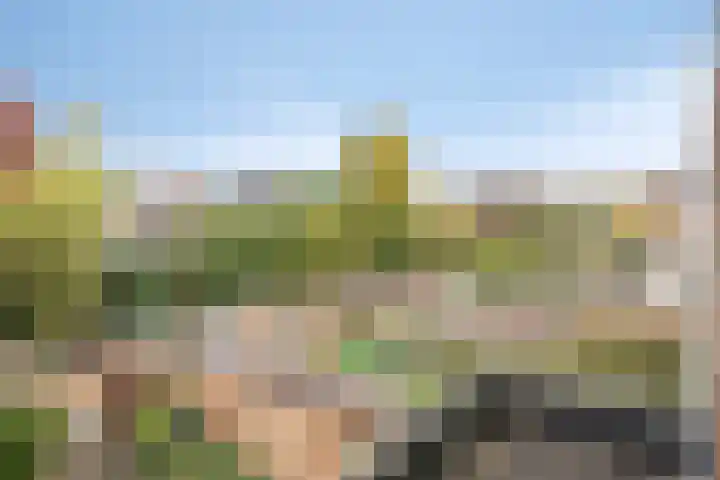 Zilvermos 30 Houten thumbnail 35