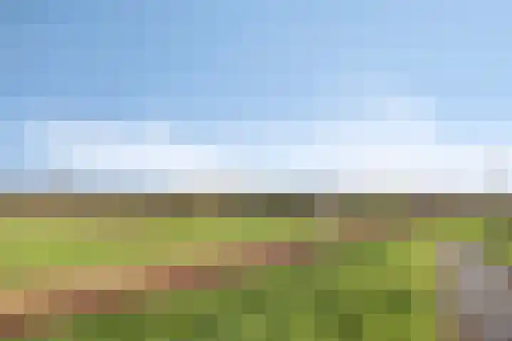 Zilvermos 30 Houten thumbnail 48