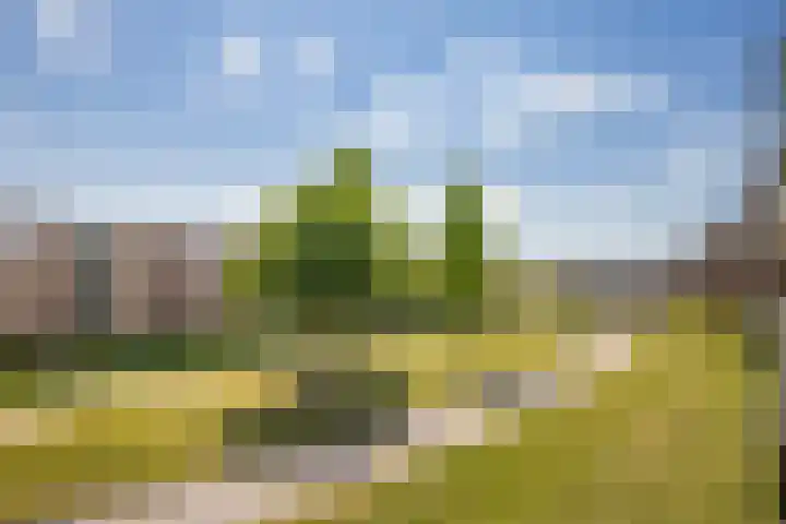 Zilvermos 37 Houten thumbnail 11