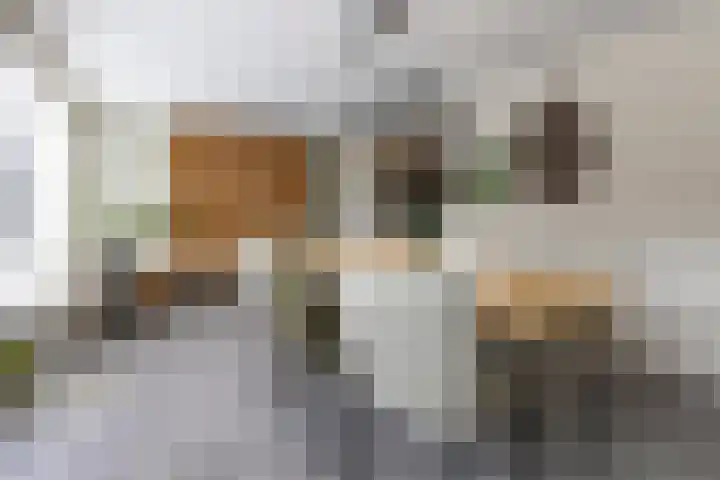 Zilverplevier 17 Bergen op Zoom thumbnail 12