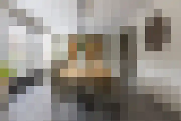 Zilverplevier 17 Bergen op Zoom thumbnail 13