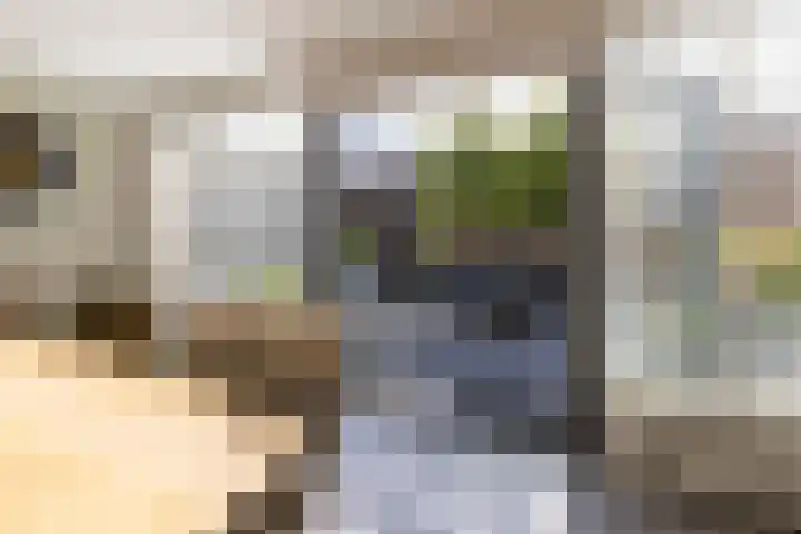 Zilverplevier 17 Bergen op Zoom thumbnail 14